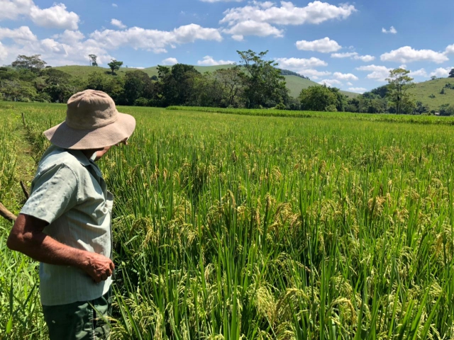 Plantação de arroz do produtor Almerindo Correa