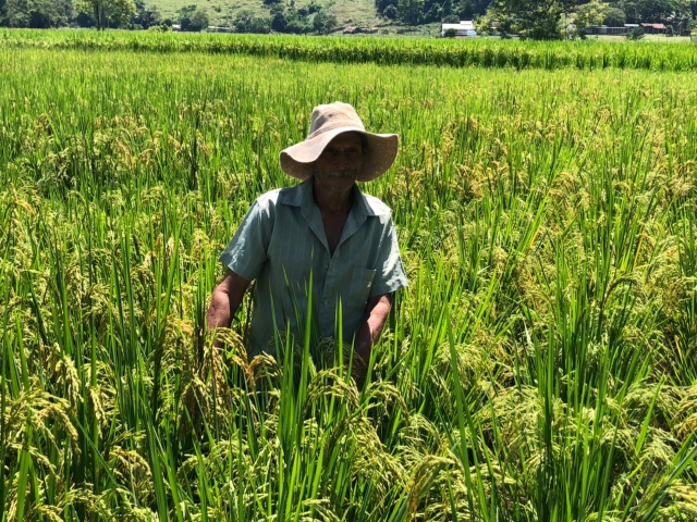 Plantação de arroz do produtor Almerindo Correa